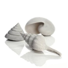 Набор морских ракушек белый (Sea shell set 3 white)