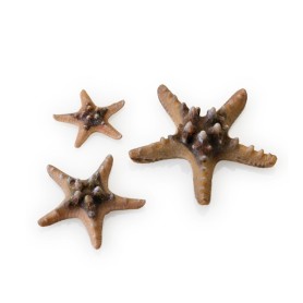 Бежевые морские звезды 3 шт. (Starfish set 3 natural)