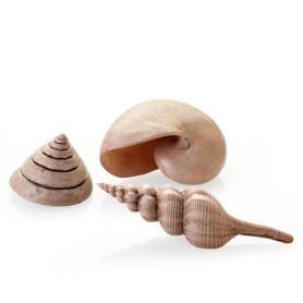 Набор морских ракушек бежевый (Sea shell set 3 natural)