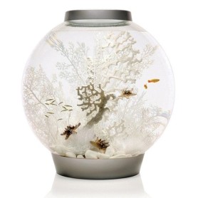 Белый морской веер малый (Sea fan small white)