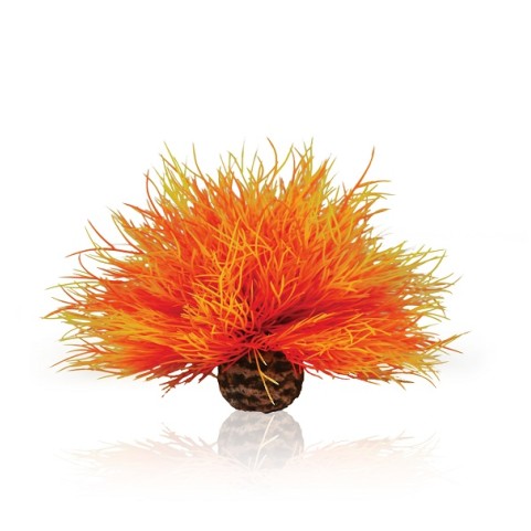 Огненная морская лилия Aquatic (Aquatic sea lily flame)