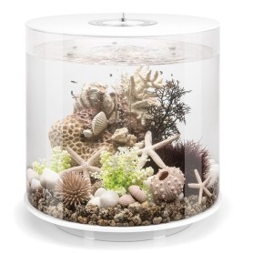 Коралловые ракушки (Coral-shells ornament neutral)